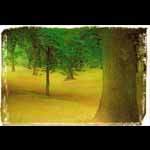 Wander on Through