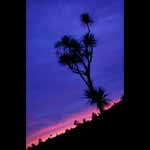 Silhouette
