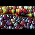 Corn