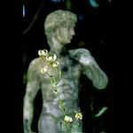 David's Lillies