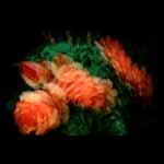 Multiple Begonia