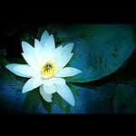 Water Lilly