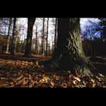Trees - Cheveot